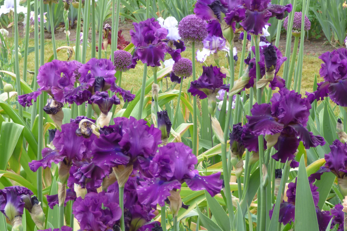 Veronica Iris (For Veronica) - Quart Pot Perennial, Wine-Black Blooms, 38" Tall