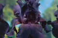 Superstition Iris Plant – Quart Pot, Deep Purple-Black Bearded Iris (Hardy Zones 4-10)