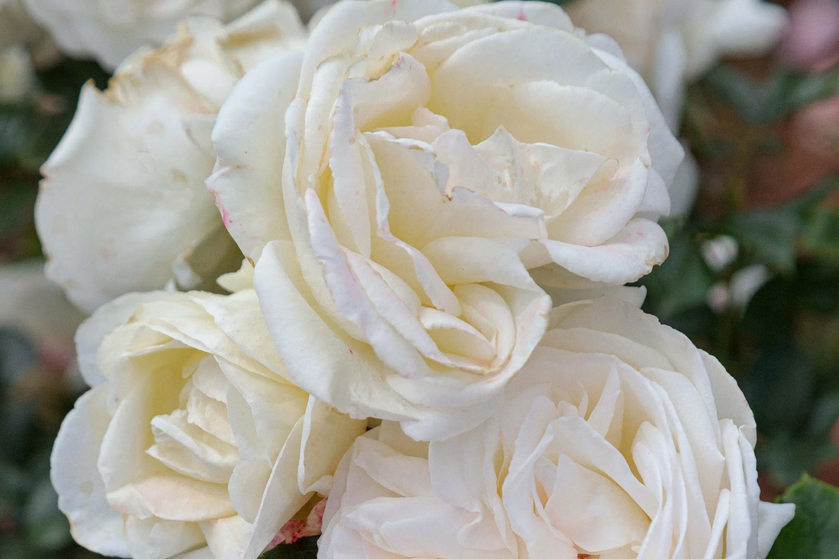 Top Cream Rose - Own-Root Hybrid Tea, 1.5 Gal Pot, Large Creamy White Blooms