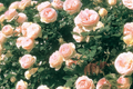 Eden Climbing Rose - Own-Root, 1.5 Gal | Fragrant Pink Blooms, 12' Tall, Zones 5-9