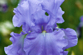 Open Ocean Bearded Iris - Quart Pot, Reblooming Lilac-Blue Perennial