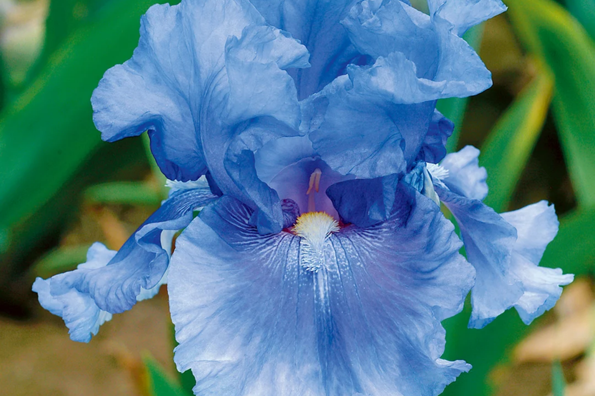 Easter Candy Iris - Quart Pot | Perennial Iris with Large Yellow & Violet-Blue Flowers