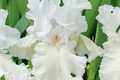 Immortality Iris Plant – Quart Pot, Reblooming White Iris, Fragrant, 30" Tall