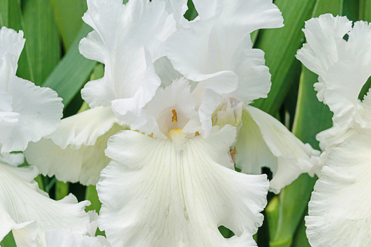 Immortality Iris Plant – Quart Pot, Reblooming White Iris, Fragrant, 30" Tall