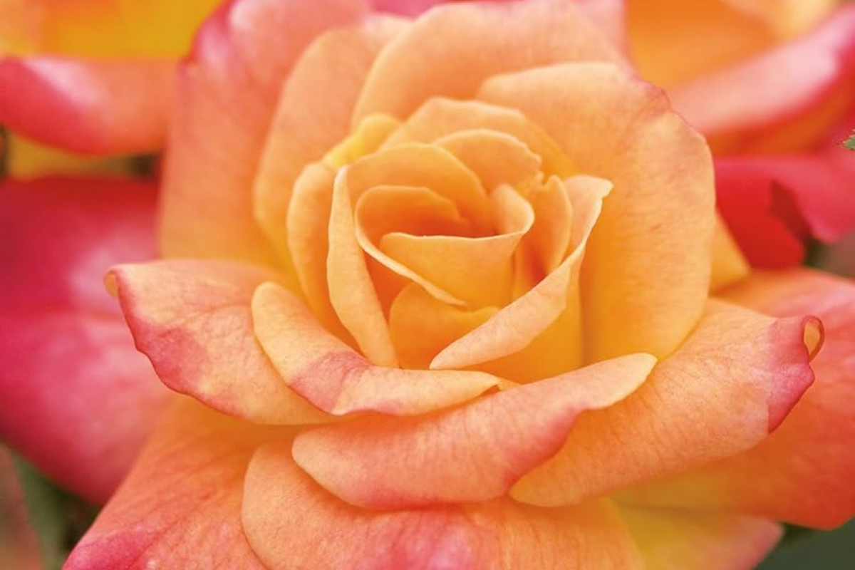Joseph's Coat Climbing Rose - Own-Root, 1.5 Gal - 10-12ft, Fragrant Multicolor Bloom