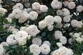 White Eden Climbing Rose - Own Root, 1.5 Gal | 12' Tall, 6-8' Wide | Zones 5-9