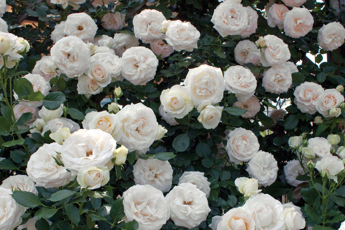 White Eden Climbing Rose - Own Root, 1.5 Gal | 12' Tall, 6-8' Wide | Zones 5-9