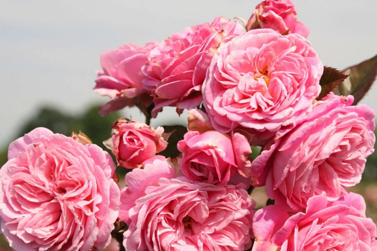 Summer Romance Rose - Own-Root Floribunda 1.5 Gal | Fragrant Pink Rose, Zones 5-10