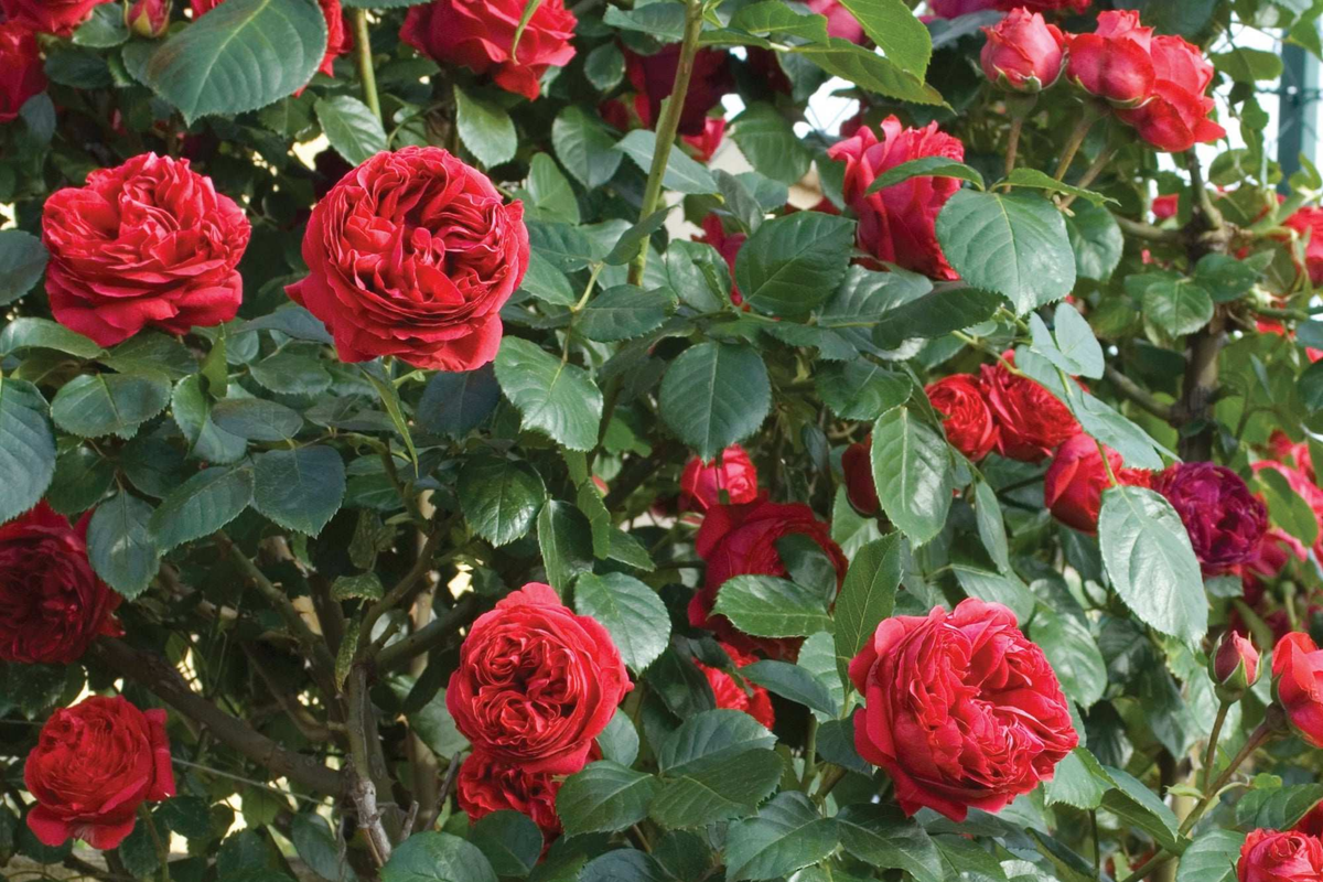 Red Eden Climbing Rose Plant (Own-Root) - 1.5 Gal, 10-12 ft Tall, 8-10 ft Wide