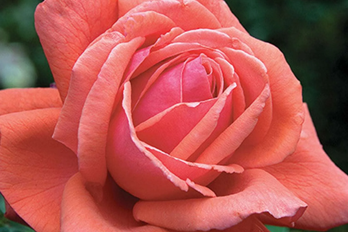 Fragrant Cloud Rose Plant - 1.5 Gal Hybrid Tea, Coral Red Flowers, 5" Blooms, Honey Fragrance