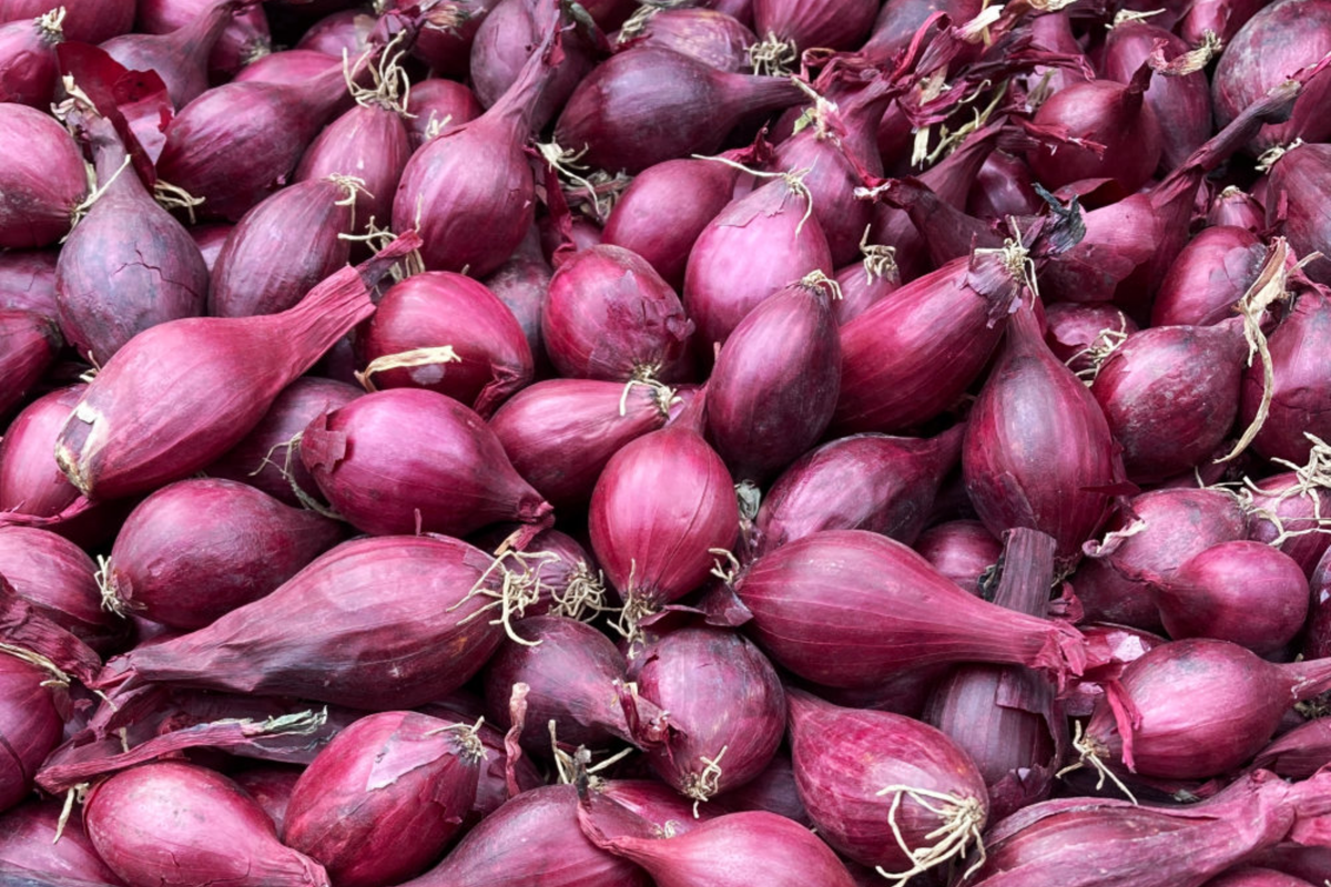 Red Onion Sets - Red Baron (8 oz, 40-60 bulbs) Long-Day Storage Onion