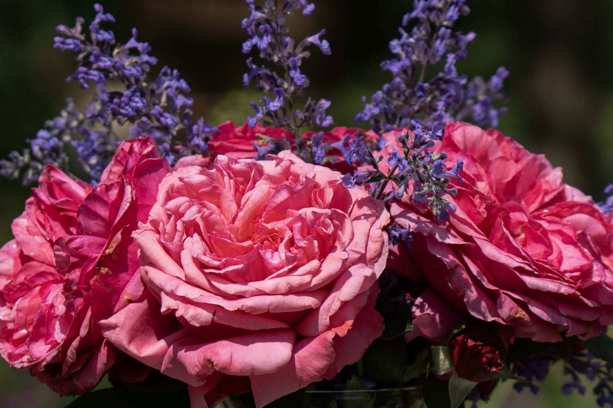 Loves Me Loves Me Not Rose - 5' Tall, Own-Root Hybrid Tea Rose in 1.5 Gal Pot