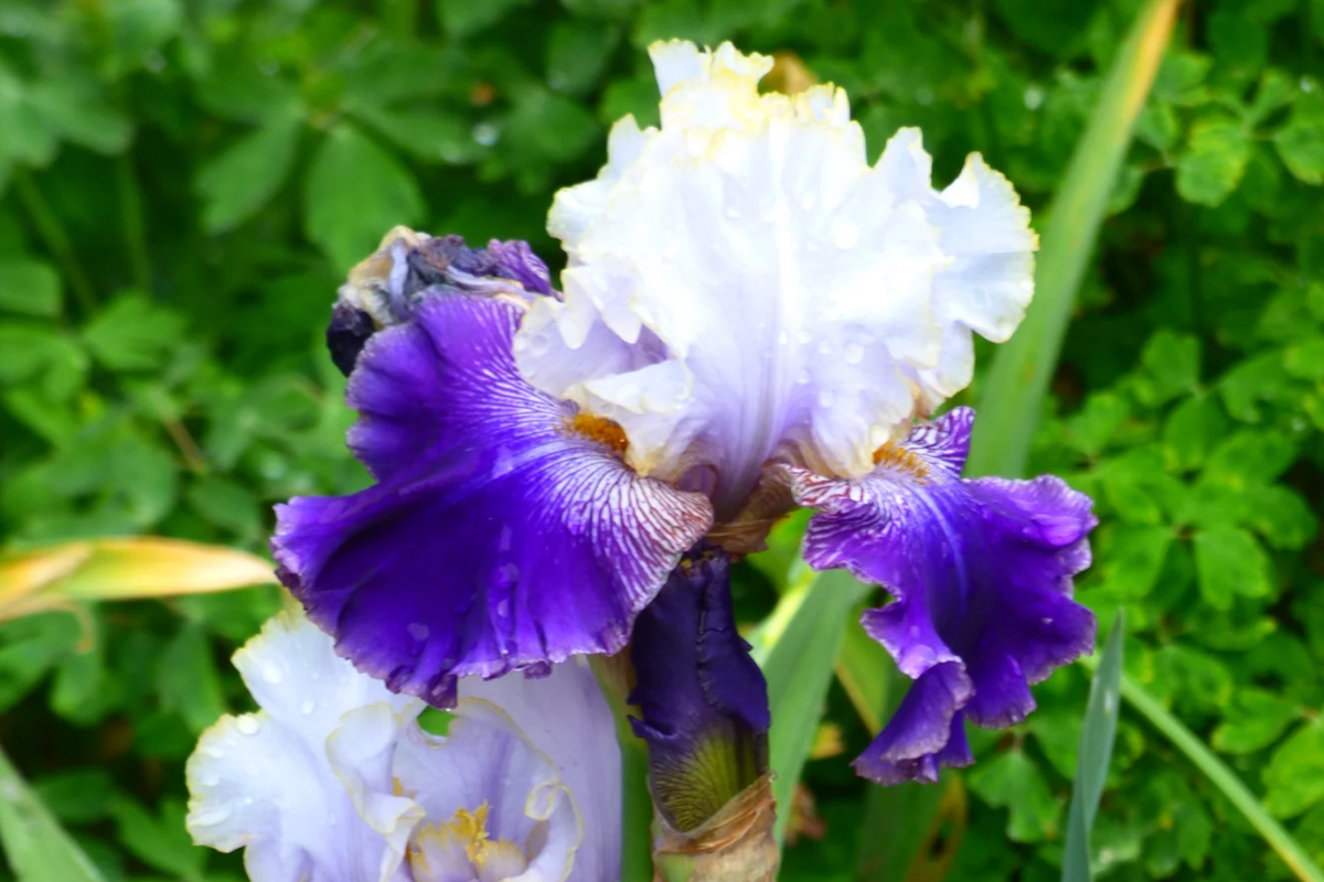 Slovak Prince Iris - 36" Tall (Bearded Iris) | Fragrant White, Gold & Purple | Quart Pot