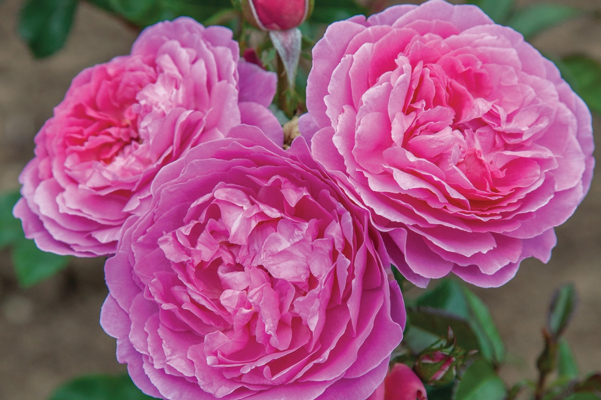 Orchid Romance Rose Floribunda - 1.5 Gal Starter Plant, Fragrant Pink-Lavender, Reblooming, Disease-Resistant, Zones 5-10