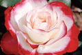 Cherry Parfait Rose - 1.5 Gal Pot | Own-Root Grandiflora Rose