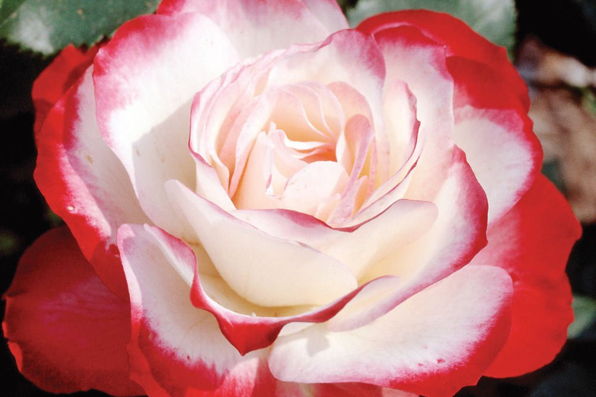 Cherry Parfait Rose - 1.5 Gal Pot | Own-Root Grandiflora Rose