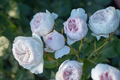 Earth Angel Parfuma Rose - 1.5 Gal Pot, Own-Root Floribunda Rose, Zones 5-10