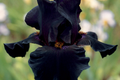 Old Black Magic Iris - Quart Pot | Bearded Iris (Iris germanica)