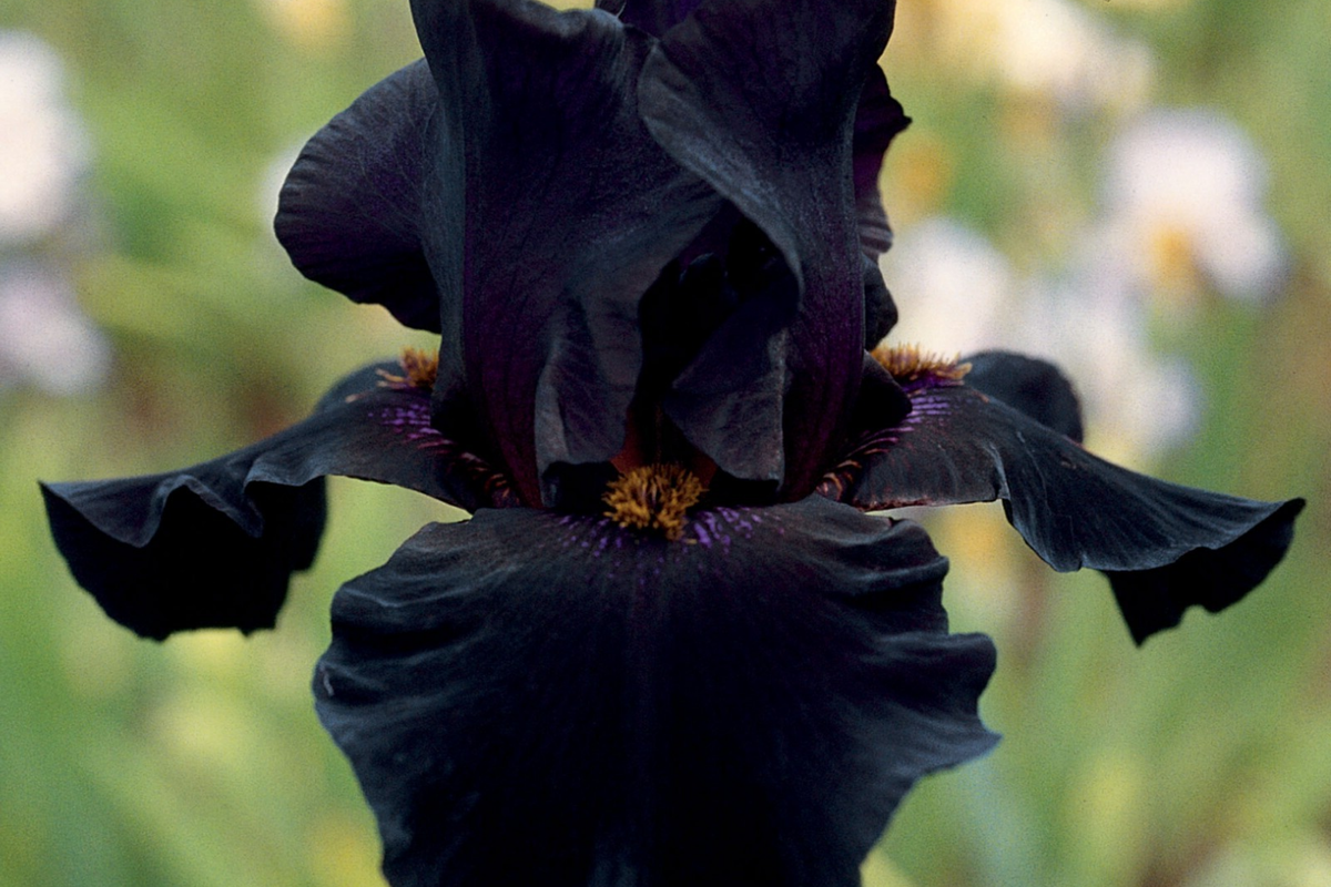 Old Black Magic Iris - Quart Pot | Bearded Iris (Iris germanica)