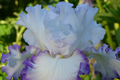 Center Ice Iris (Iris germanica 'Center Ice') - Bearded Iris, Quart Pot