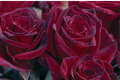 Black Baccara Rose - Rosa 'Black Baccara' Hybrid Tea Bare Root Starter Plant (Zones 6-10)