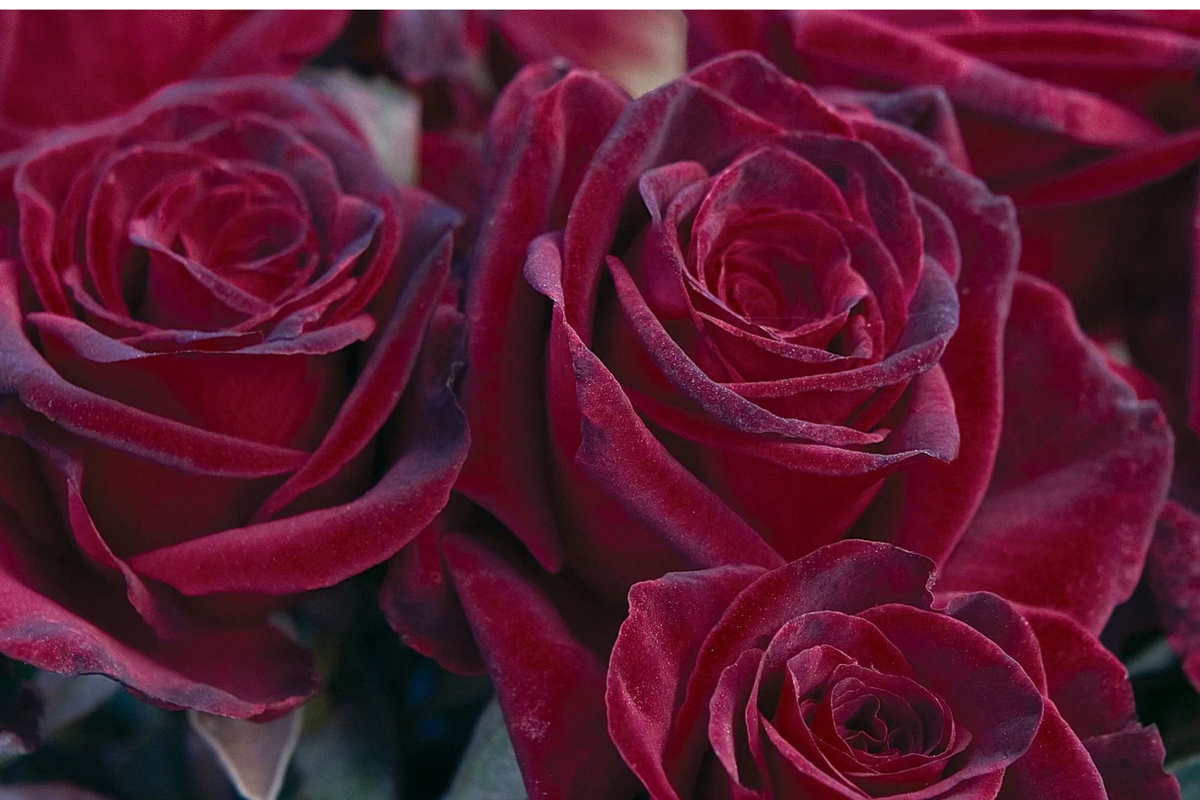 Black Baccara Rose - Rosa 'Black Baccara' Hybrid Tea Bare Root Starter Plant (Zones 6-10)