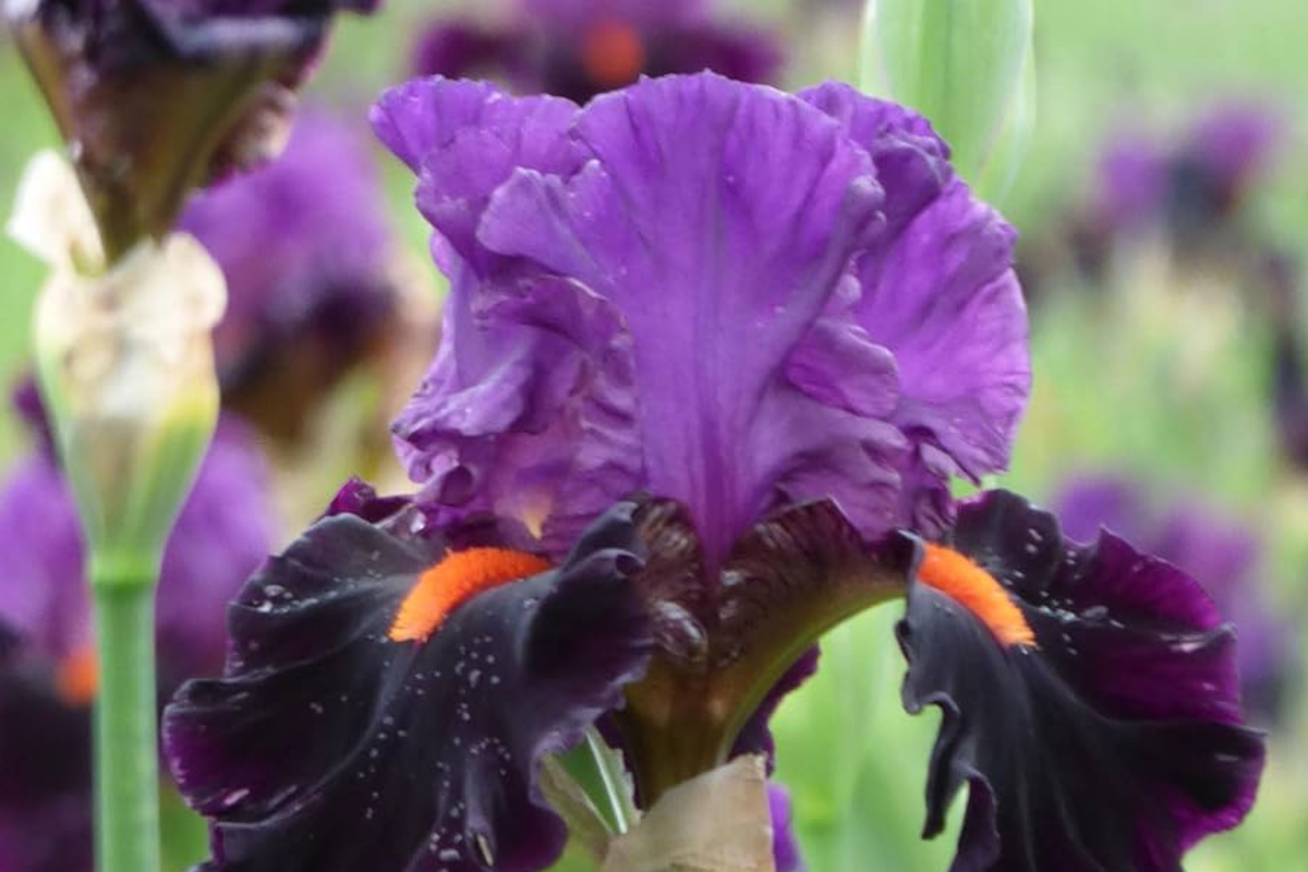 Sharp Dressed Man Iris - Quart Pot | Fragrant Bearded Iris, Deer-Resistant, Drought-Tolerant, Zones 3-10