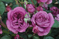 Plum Perfect Rose - 1.5 Gal Potted Floribunda, Purple Double Blooms, Own-Root