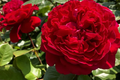 Rouge Royal Rose Plant - 1.5 Gal Potted Floribunda, Highly Fragrant Red Blooms, Zones 6-10