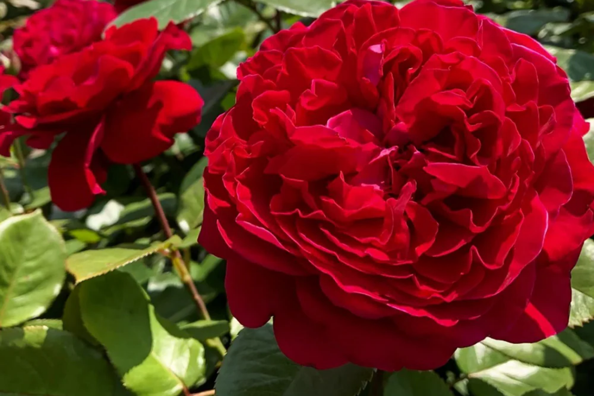 Rouge Royal Rose Plant - 1.5 Gal Potted Floribunda, Highly Fragrant Red Blooms, Zones 6-10