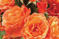Gingersnap Rose Plant - Gingersnap Rosa 'Arosnap' | 1.5 Gal Potted Floribunda