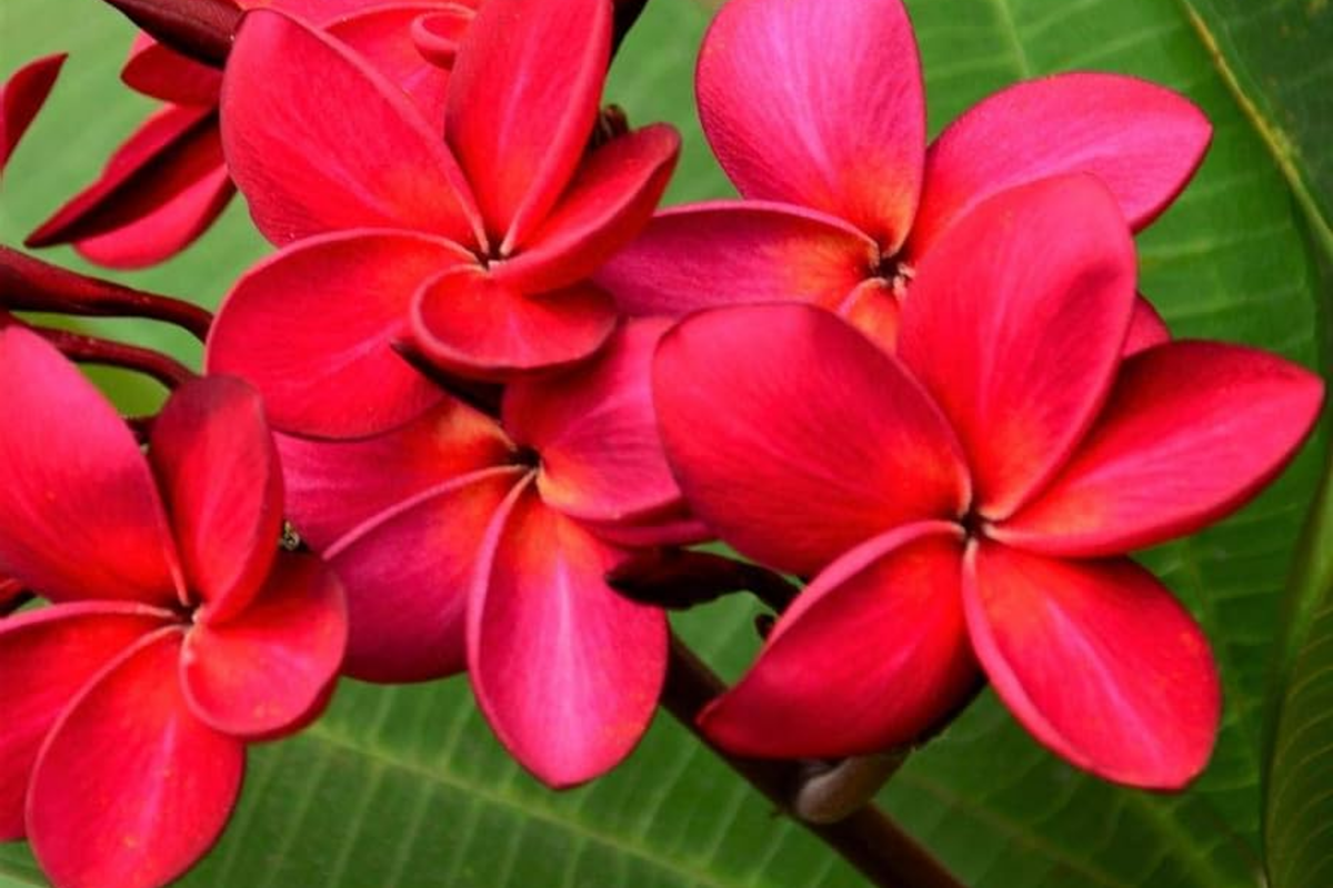 Hawaiian Red Plumeria (Frangipani) 8" Rooted Starter Plant with Leaves — Mavina