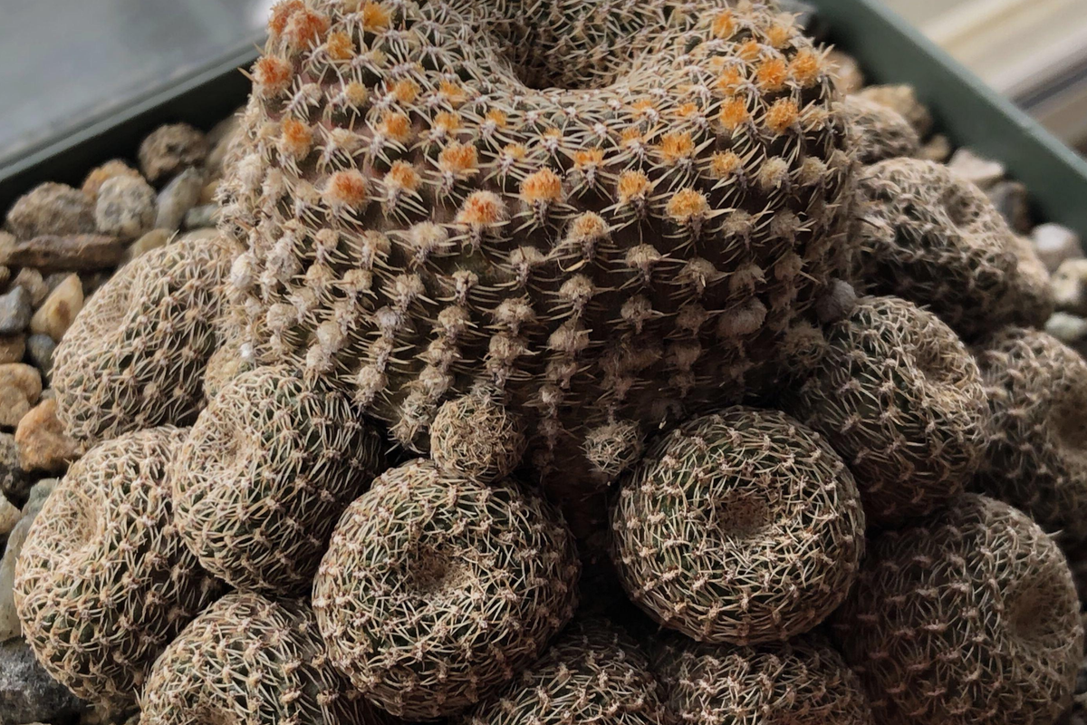 Lobivia famatimensis cristata Purple - Grafted Cactus, Brain Coral Form, Orange Blooms (Bare Root, Starter Plant)