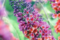 Bicolor Butterfly Bush Live Starter Plants (2-Pack) — Buddleia, Fragrant, Drought-Hardy, Butterfly Magnet