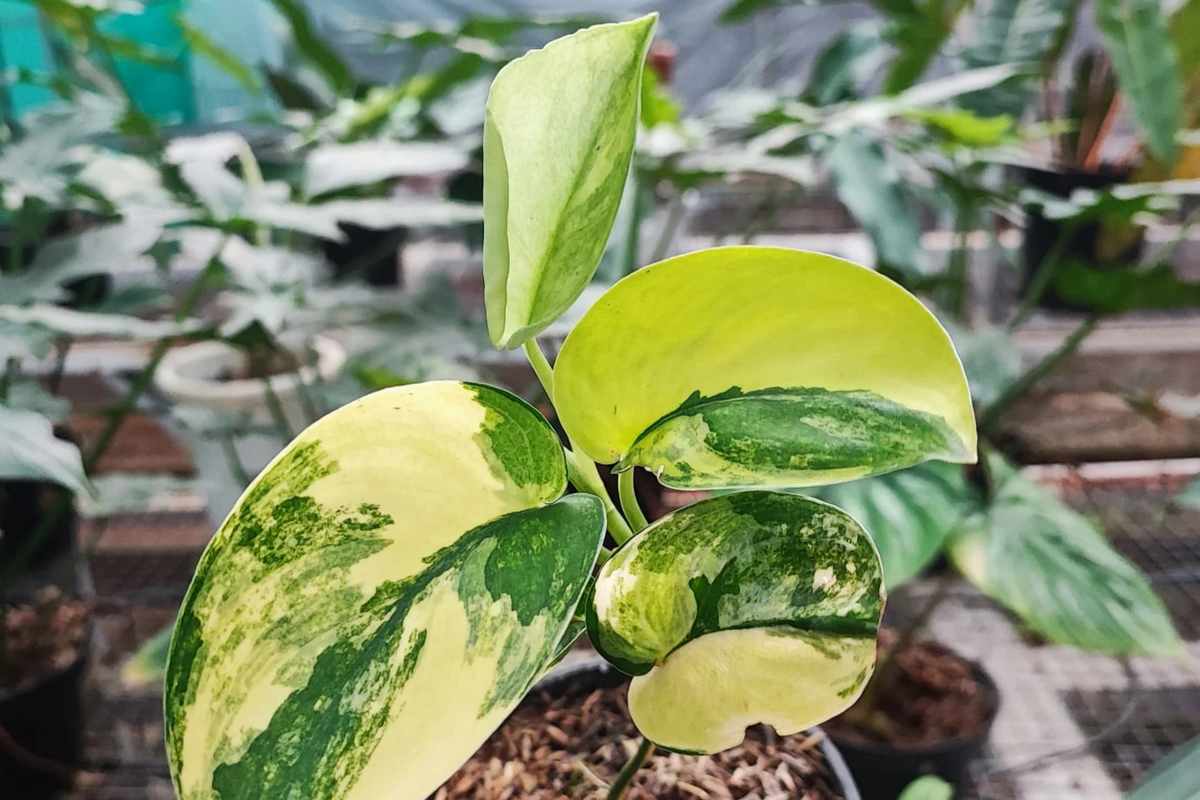 Scindapsus Jade Satin Aurea Rooted Cutting in Prop Cup - Rare Variegated Jade Satin