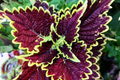 Felix Coleus Rooted Cutting - Vibrant Foliage Starter Plant (Plectranthus scutellarioides)