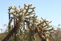 Opuntia Fulgida Cactus Cuttings - 2 Fresh 6-9", Rootone Treated, Chain Fruit Cholla