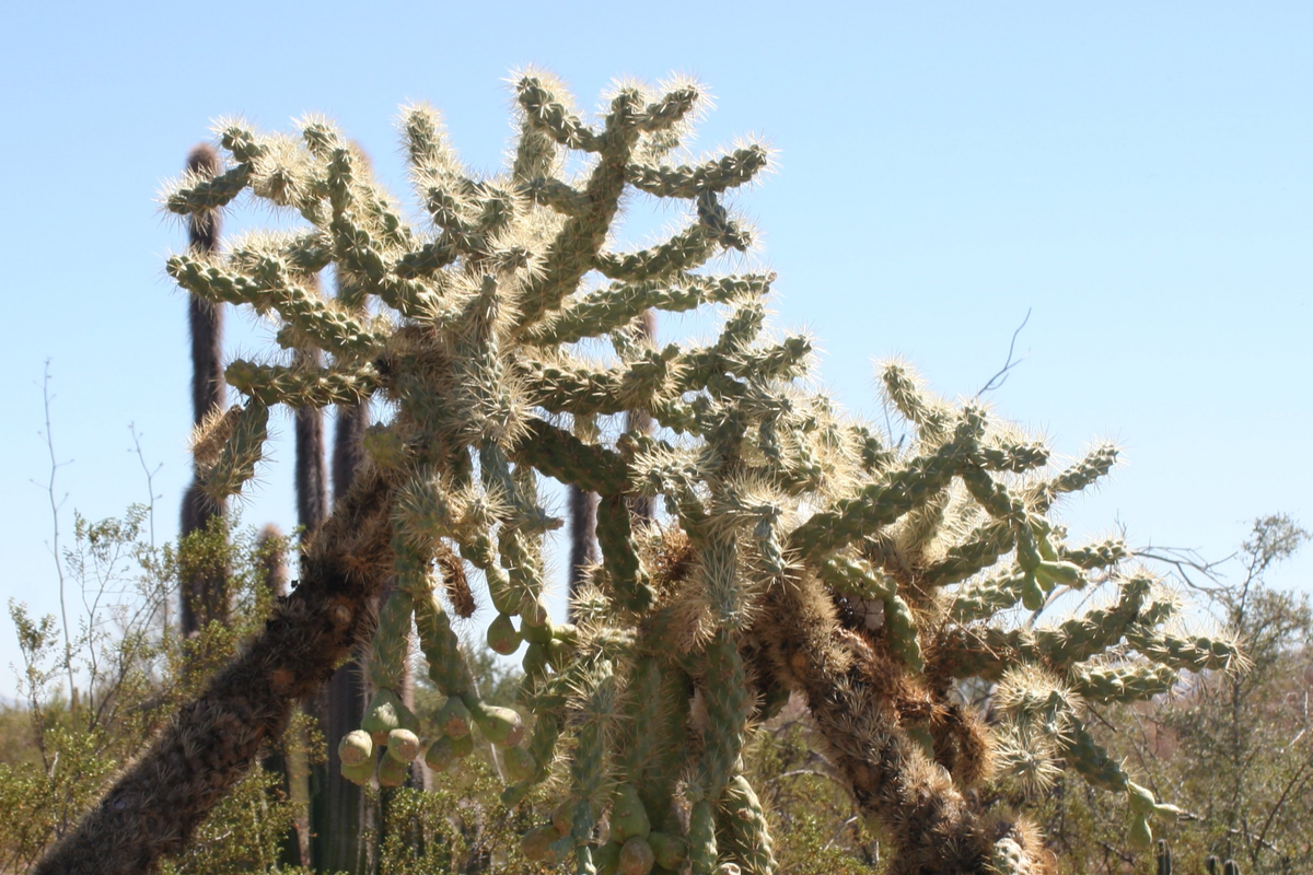 Opuntia Fulgida Cactus Cuttings - 2 Fresh 6-9", Rootone Treated, Chain Fruit Cholla