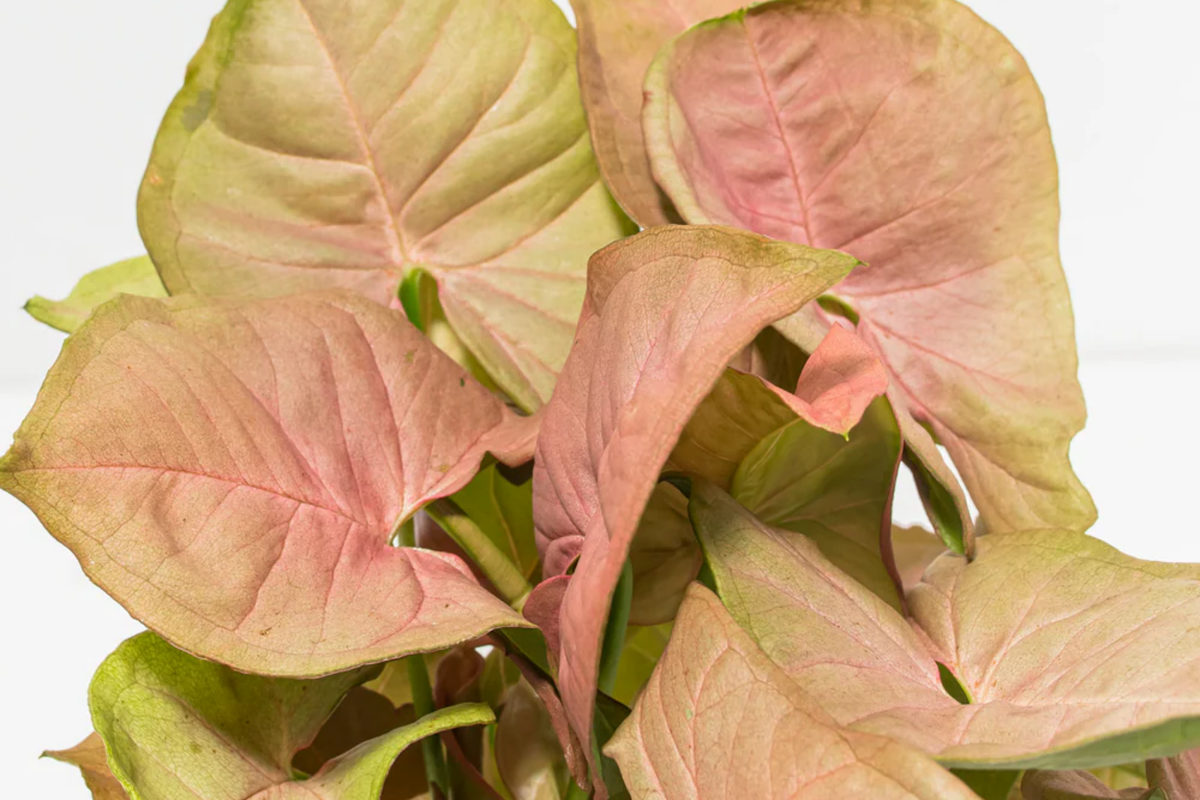 Neon Robusta Pink Syngonium Podophyllum Starter Cutting – 6" Arrowhead Vine