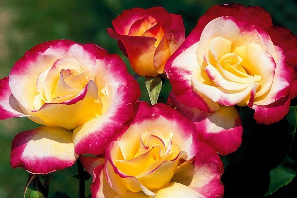Double Delight Rose Unrooted Cuttings – 5 Stems for Rooting (4–6 in)
