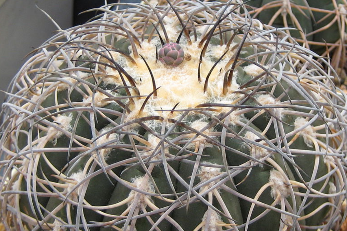 Gymnocalycium spegazzinii armatum Cactus - 3-4 cm Live Starter Plant