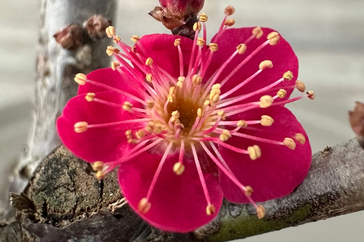 Bonsai Red Apricot (Mai Do) Cuttings – 3 Unrooted Fresh Prunus mume for Rooting or Grafting
