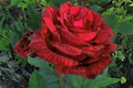 Red Intuition Grandiflora Rose - 3 Unrooted Cuttings for Rooting or Grafting