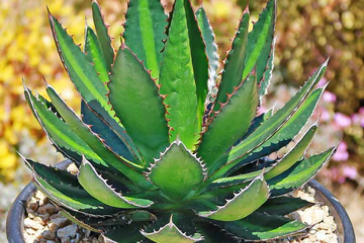 Agave Lophantha 'Splendida' Starter Plant - 3