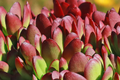Crassula Platyphylla Burgundy Unrooted Cuttings - 3 x 1.5" Starter Succulents