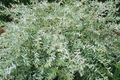 Nishiki Dappled Willow Tree Cuttings — 4 Fresh Propagation Cuttings, Variegated Salix integra ‘Hakuro Nishiki’