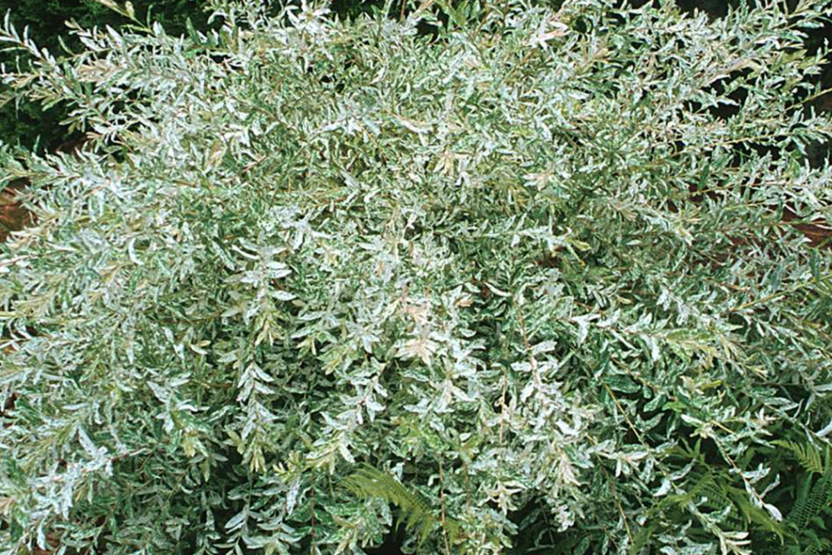 Nishiki Dappled Willow Tree Cuttings — 4 Fresh Propagation Cuttings, Variegated Salix integra ‘Hakuro Nishiki’
