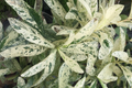 Thai Snow Ixora Variegated White Flower - Rooted Starter Plant (2-8