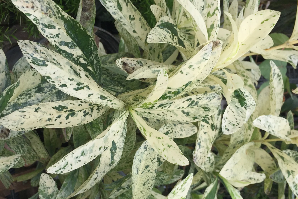 Thai Snow Ixora Variegated White Flower - Rooted Starter Plant (2-8