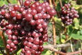 Catawba Grape Vine Cuttings (7 x 10") - 2-3 Nodes for Rooting/Grafting, 2024 Harvest